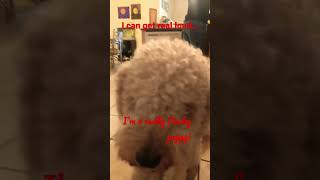 The cheese tax !! The cheese tax !! #dog#cheesetax#fyp#cutedog#sillysongs