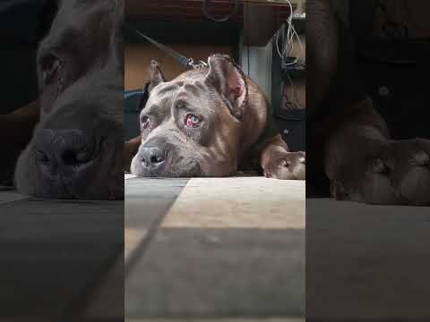 Cane Corso