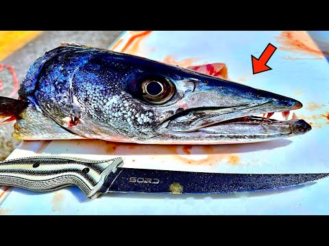 GREAT BARRACUDA! [Catch, Clean, Cook] *EPIC RESULTS*