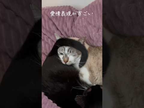 しっぽを巻き付ける愛情表現のクセが強い #cats #shorts