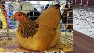 The Basics of Poultry Shows and Exhibitions