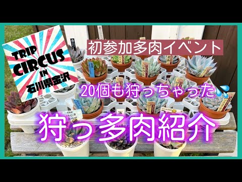 TRIP CIRCUS IN 金沢🌵狩っ多肉紹介⭐️ミックスベリアがいっぱい‼️