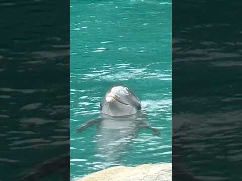 Cute Dolphin 🐬#dolphin #animals #travel #yt #bucketlist