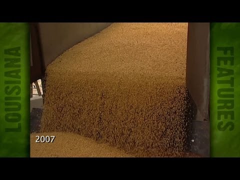 Record Corn Harvest in Louisiana (2007)