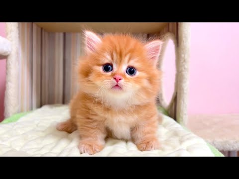 【マンチカンの子猫】今日は今日で元気な猫がローテーションしてくる件 ～猫のいる生活Vol.1067～出産動画 マンチカン短足・ミヌエット・ペルシャ猫専門ブリーダー『ペット蔵人』【子猫の成長記録】