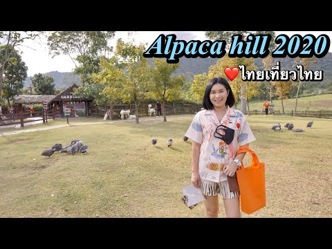 Alpaca Hill สวนผึ้ง ราชบุรี 2020 ไทยเที่ยวไทย