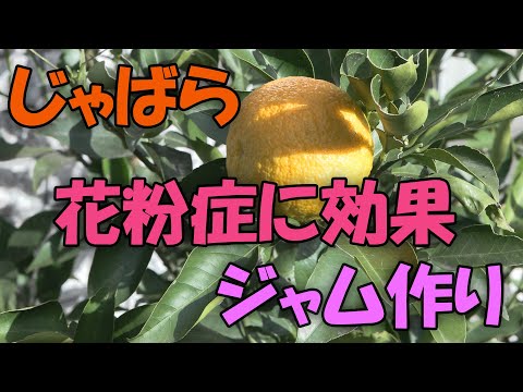 【ジャバラ】花粉症に効果！じゃばらジャム