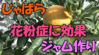 【ジャバラ】花粉症に効果！じゃばらジャム