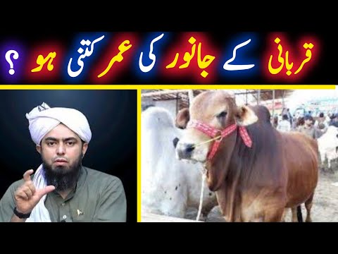 Qurbani Ke Janwar Ki Umer Kitni Honi Chahiye By Engineer Muhammad Ali Mirzal#qurbani