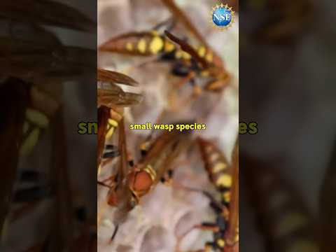 NEW Wasps Discovered #shorts #science #wasp