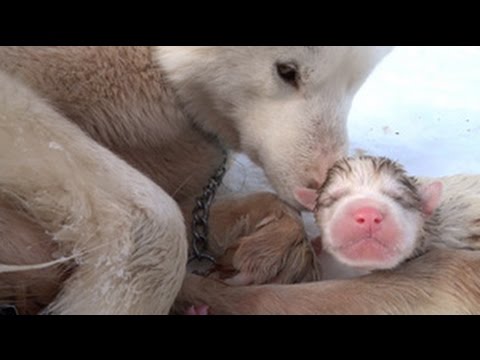 "Rescue" of two dog`s puppies with 2 minutes of life