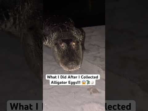 What I Did After I Collected Alligator Eggs!!! 😱🐊🥚#shorts #alligator