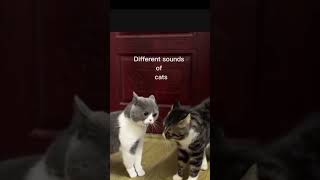 #trendingreels #cat #kittten #viralshort #funny #kitten #viralvideo #pets #catslovers #entertainment