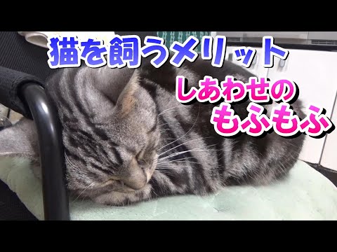 猫を飼うメリットと特権（アメリカンショートヘア）