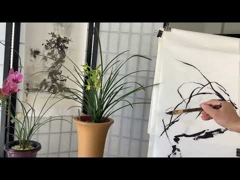 Painting a blooming summer orchid(cymbidium fabori) in sumi ink on rice paper 1/2 April 23, 2023