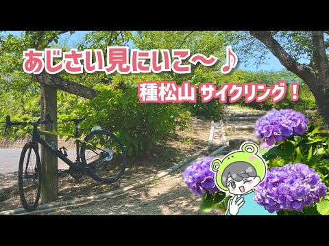 【岡山ロードバイク女子】種松山にあじさいを見にいこうよ♪ノリノリでサイクリングを楽しんでみた