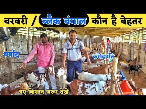 ब्लैक बंगाल या बरबरी में कौन सी बकरी का पालन करें | Black bengal vs barbari goat farming