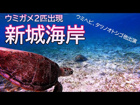 ウミガメと泳げるビーチ新城海岸【宮古島】1