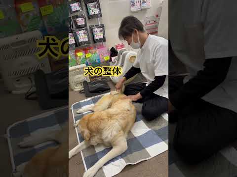 尻尾が上がらない老犬が多いですね💦腰痛の後弯と関係します😊そこを矯正すれば、尻尾が動くようになる💕＃ワンちゃん整体、動物整体