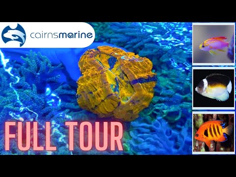 All the fish, all the coral - Cairns Marine!