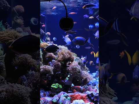 So many fish! Take a dive into this amazing aquarium! #fishtank #fish #reef