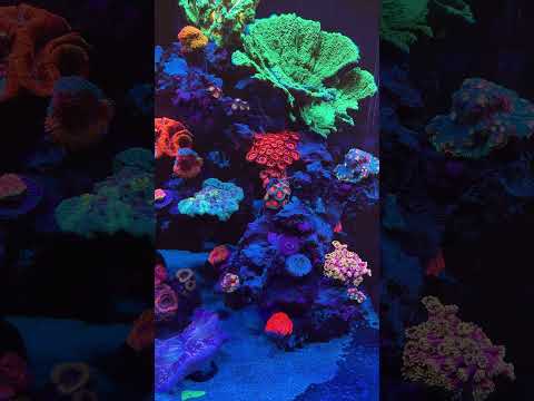 Pulled up a chair last week to marvel at Winter Parks 90 Gallon Mixed Reef 😍