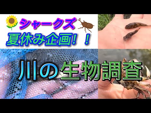 【夏休み企画】川の生物調査！！！