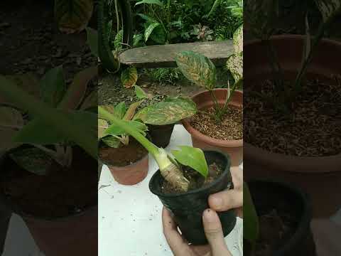 Bonsai alocasia Macrorrhizos plant care #shorts