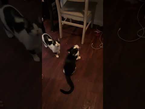 @keywesttuxedos: Cat FLIPS for treats #cat #kitty #kitten