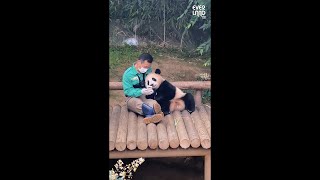 Baby Panda FuBao Spending Free-Time with the Zookeeper | Everland Panda World 'FuBao'