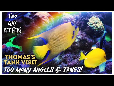 Thomas’s Tank Visit - Too Many Angels & Tangs! Exclusive Look