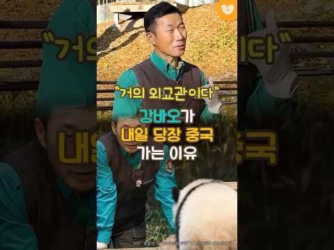 "거의 외교관이다" 강바오가 내일 중국 가는 이유 #shorts #강바오 #푸바오