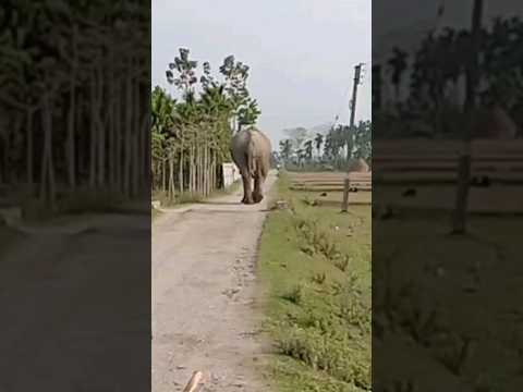 elephant strolling in the morning