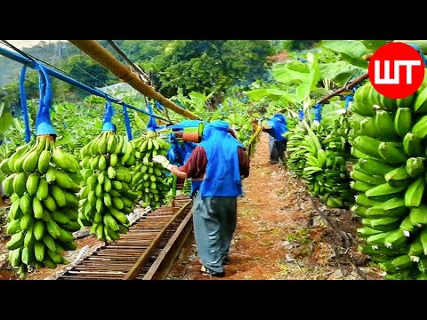 How Millions of Banana Harvested & Processed | Banana Chips Factory🍌