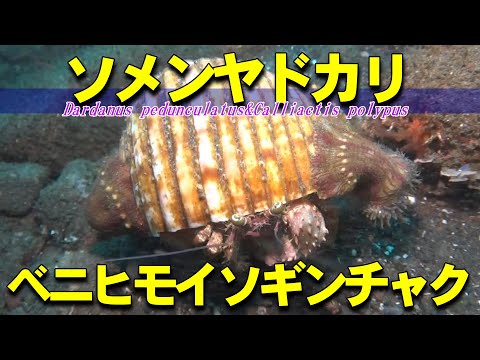 【 ソメンヤドカリとベニヒモイソギンチャク 】共生の不思議　Dardanus pedunculatus