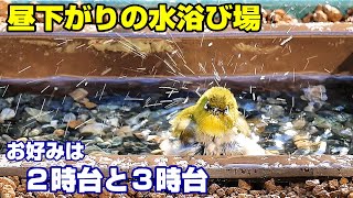 植木鉢でバードバス（野鳥の水浴び場）冬編14：2時台と3時台～スズメ/ヒヨドリ/メジロ/ジョウビタキ