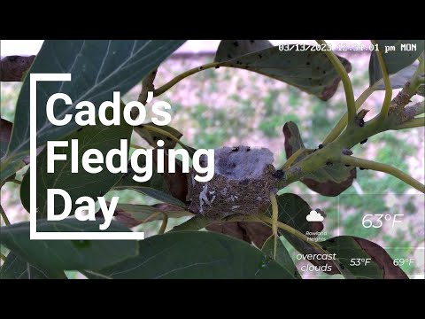 Cado's Fledging Day: A Recap of His Final Moments in Flora's Hummingbird Nest Cam