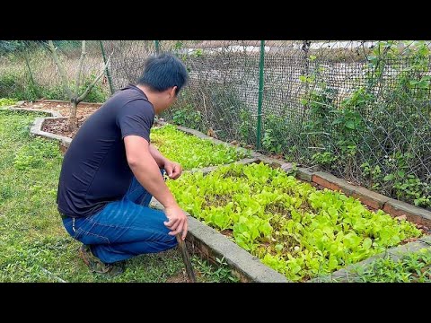 The young man lives in seclusion in the mountains and forests  growing his own vegetables and cooki