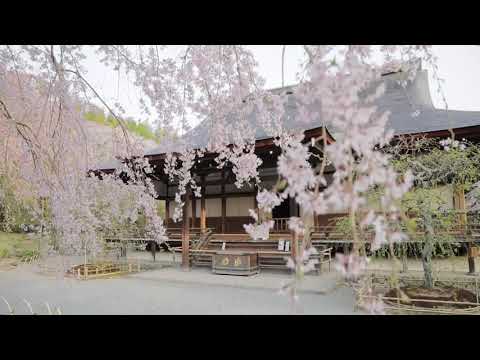 【WEB動画】2018年 春 オリジナル映像「天龍寺」篇 そうだ 京都、行こう。