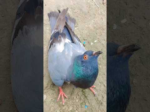 ঘোলা কবুতর #kabootar#madrasipigeoninkolkata #viralshorts#antique #viralvideo #madrasipigeon