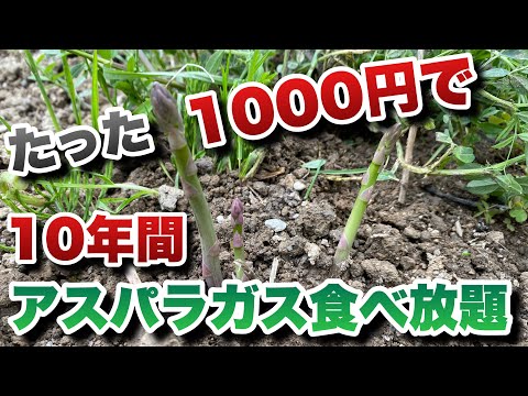 【アスパラガスの栽培】家庭菜園で毎年収穫！