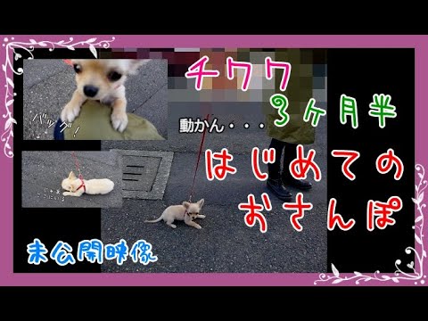 チワワ 3ヶ月半子犬🐶初めてのお散歩🐾頑固は一日にしてならず😂未公開映像🎥～Chihuahua 3 months and half 🐣 First walk 🐾Stubborn 😆