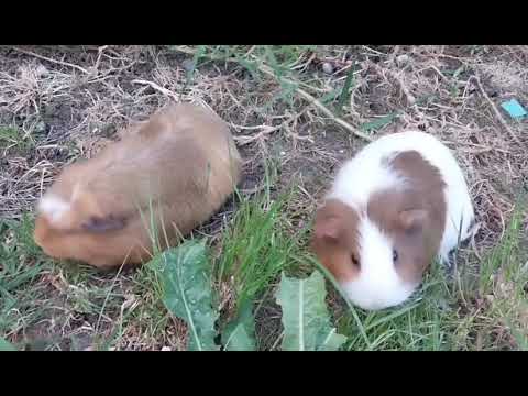 So cute #guineapigs #pets #animals  #豚鼠 #荷兰鼠 #宠物