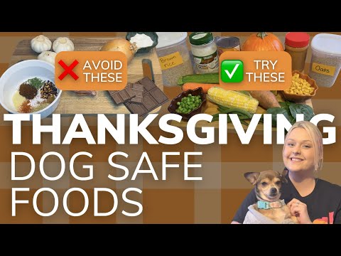 Thanksgiving Foods Your Dog Should Avoid (PLUS Food That is Safe and Dog Friendly Recipes!)