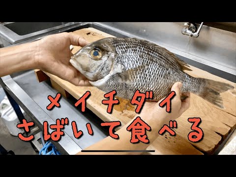 福山市の居酒屋が魚屋さんおすすめの幻の魚メイチダイを入荷して初めて触る魚だから試食とかしちゃったりするクッキング動画を撮ってみたの巻