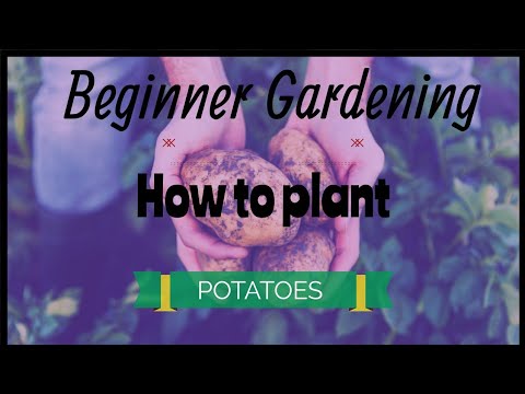 How to Plant Potatoes