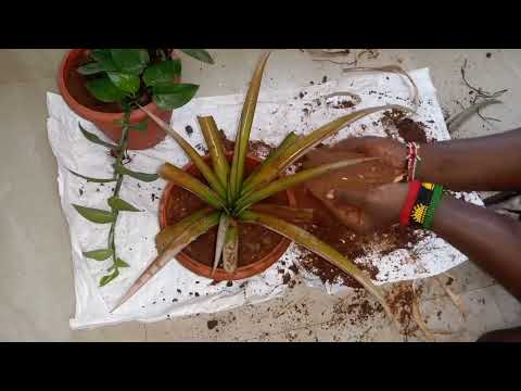 repotting pineapple and Rosemary plants. #Gardening #shybee