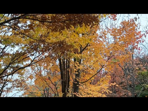 산책 라이브❤️