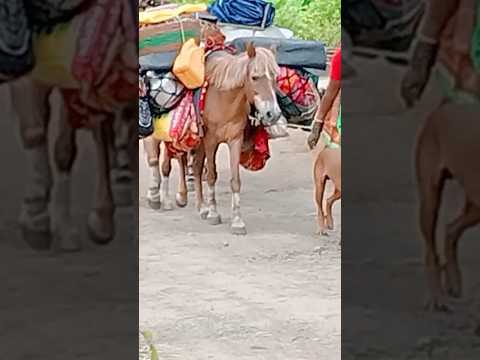 #song #love #music #bollywood #automobile #goldenretriever #marathimusiktown #musicgenre #agrikoliso