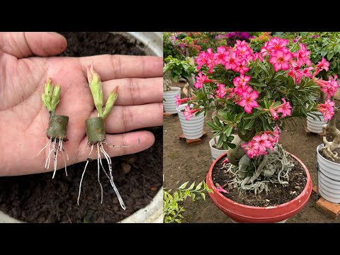 Try planting a cutting of desert rose in the ground and see the results